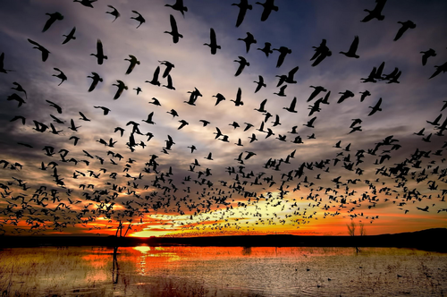 60677-flock-of-birds